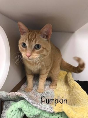 PUMPKIN
