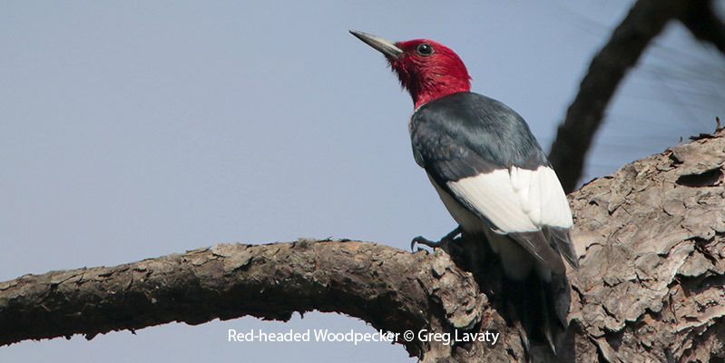 Red-headed Woodpecker 