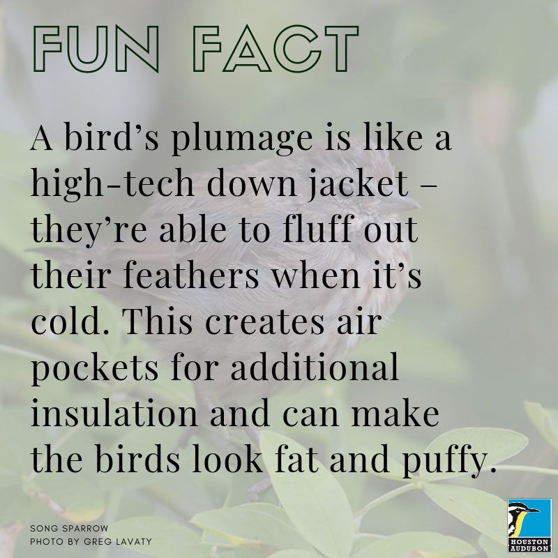 Bird plumage fun fact