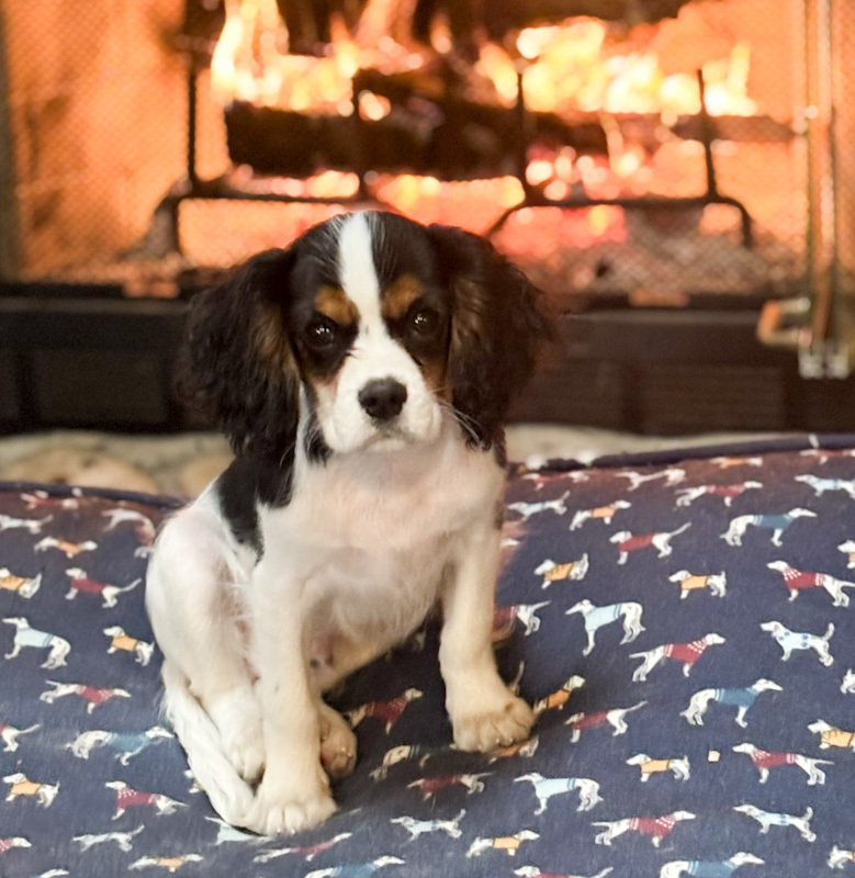 Kevin - ADOPTION PENDING