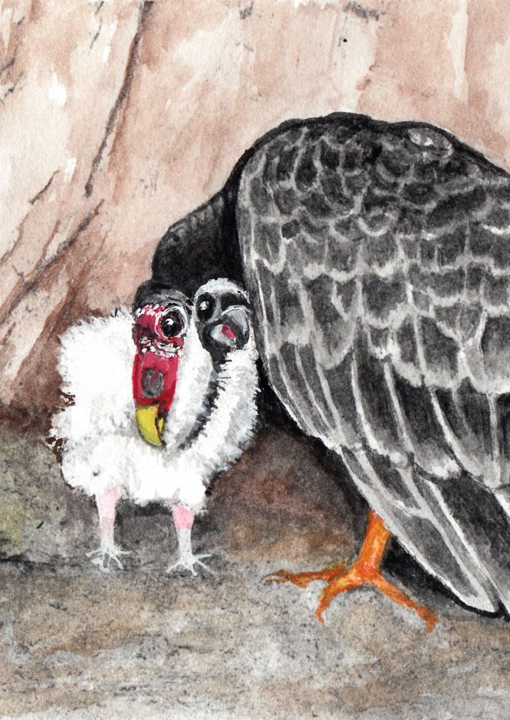 Vulture