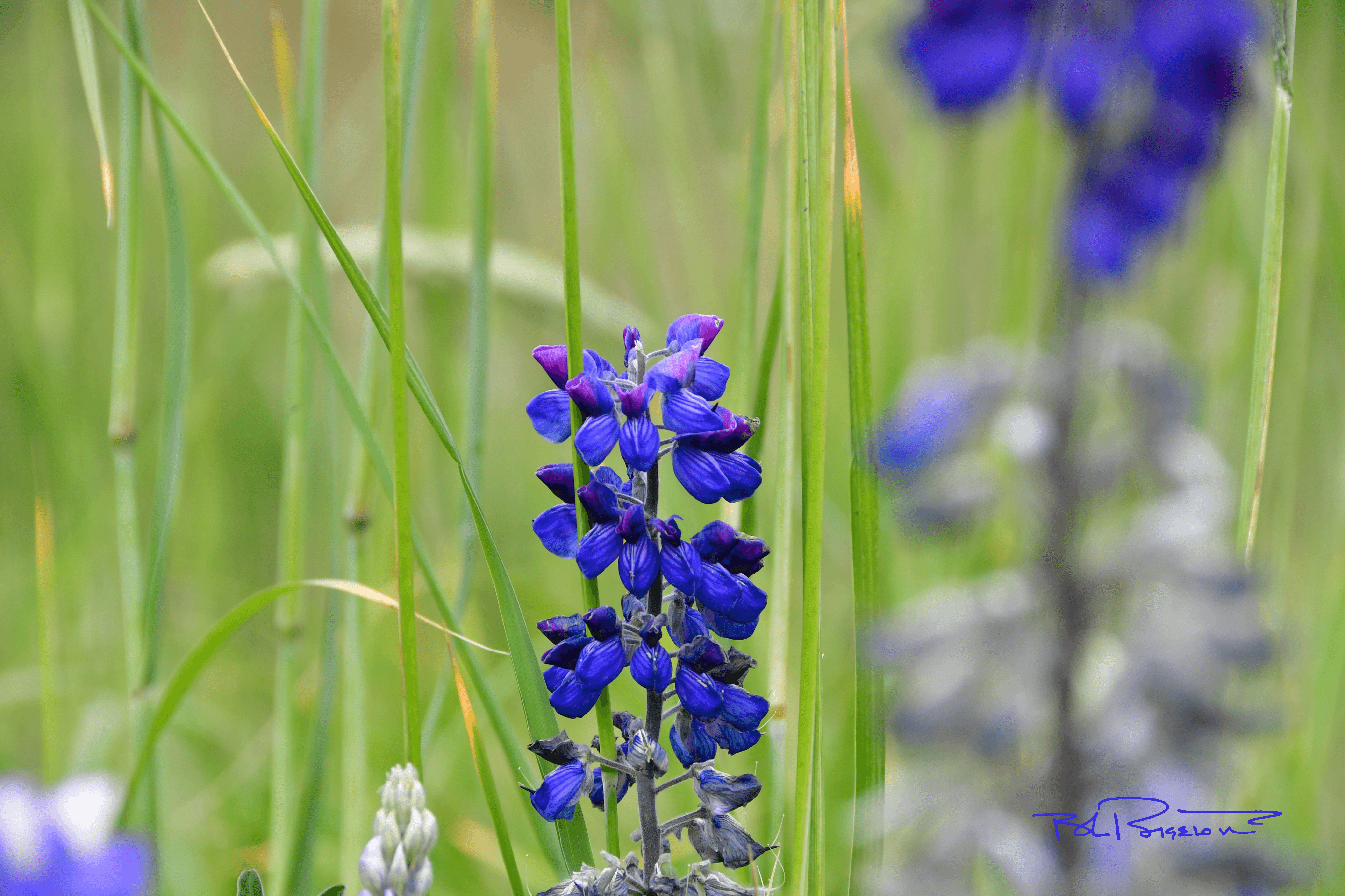 Alaska Lupine 2