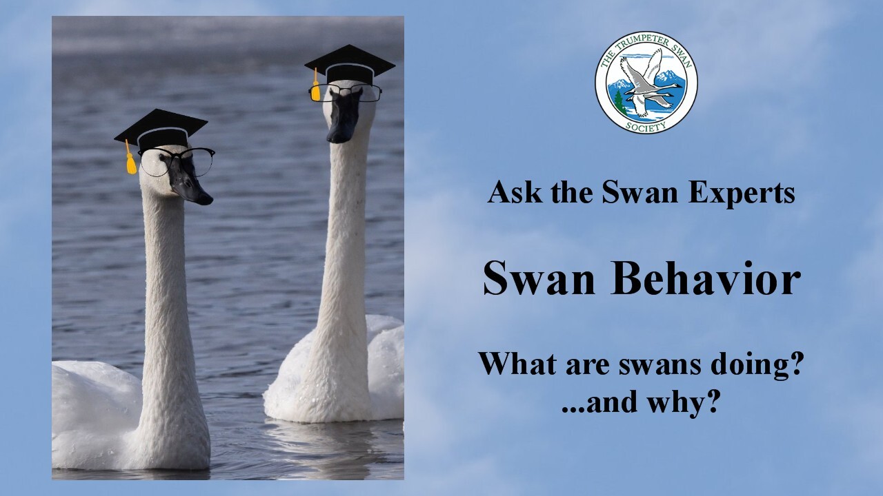 Create online education about swans- Share of Webinar