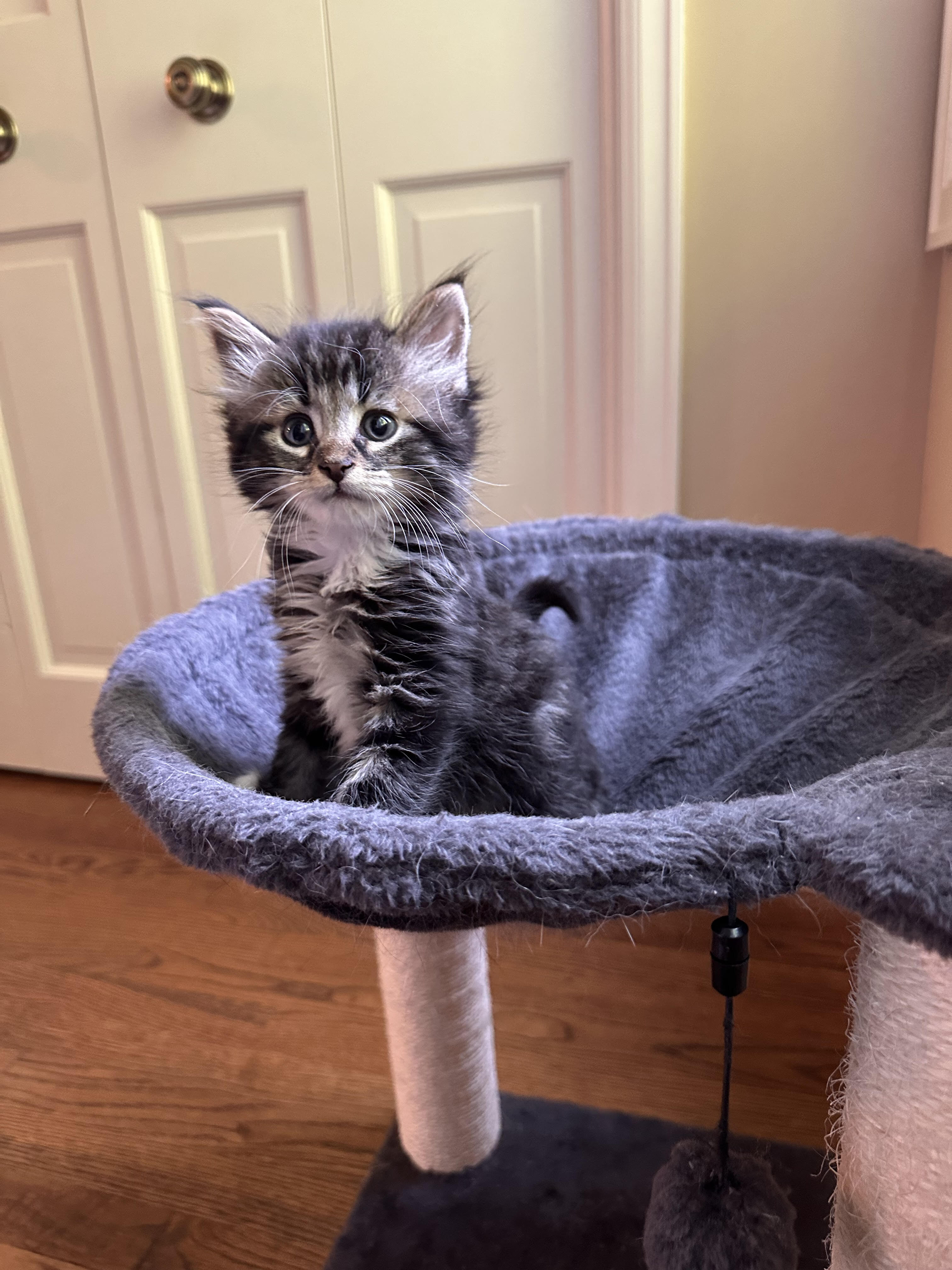 Mater - ADOPTION  PENDING