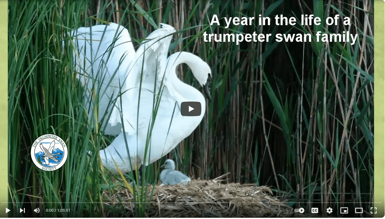 A Year in the Life of a Trumpeter Swan Family