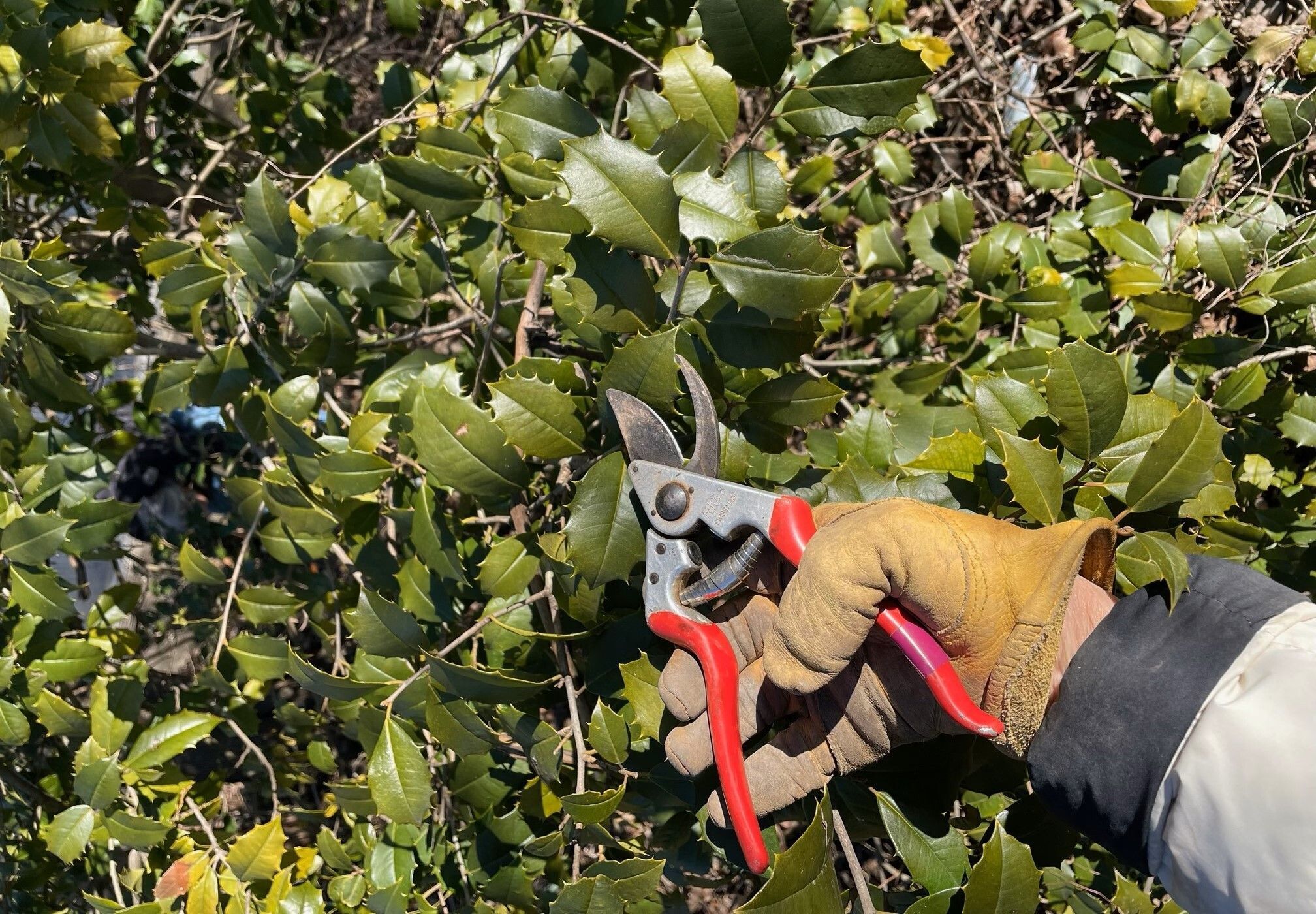 Learn How to Prune Your Yard and Gardens