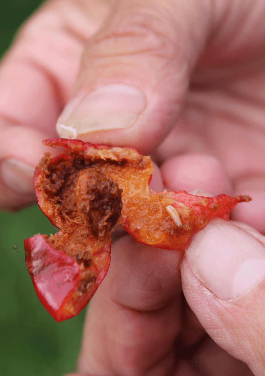 Pest Management Calendar