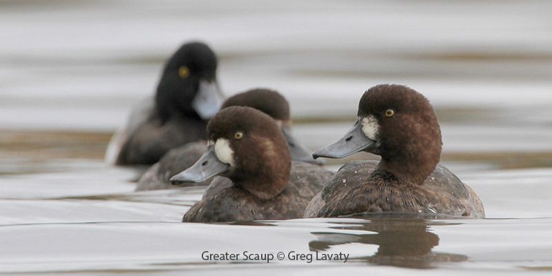 Greater Scaup