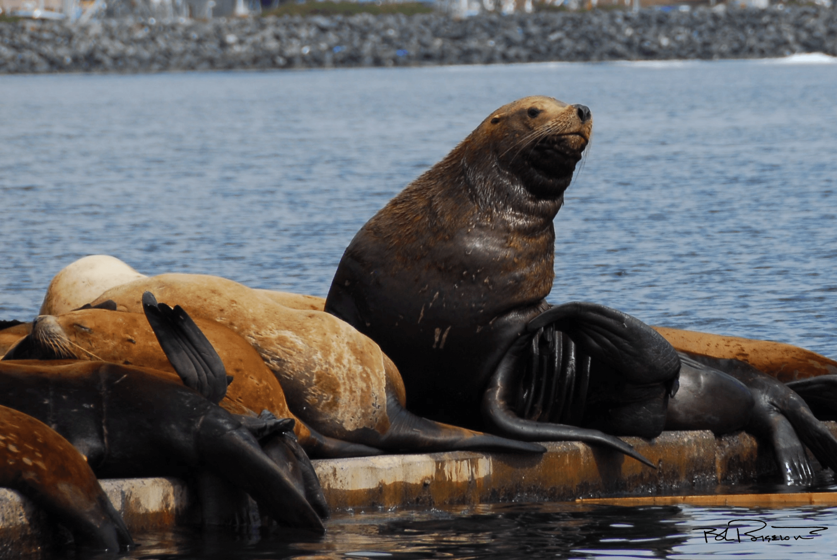 Sea Lions #3