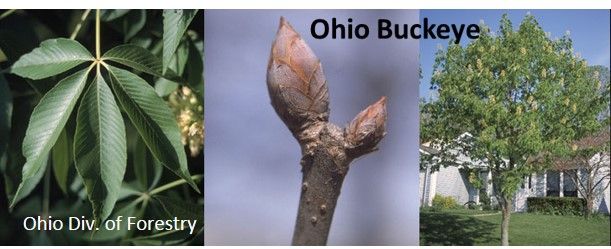 Plant Seedling Trees - Annual Tree Sale