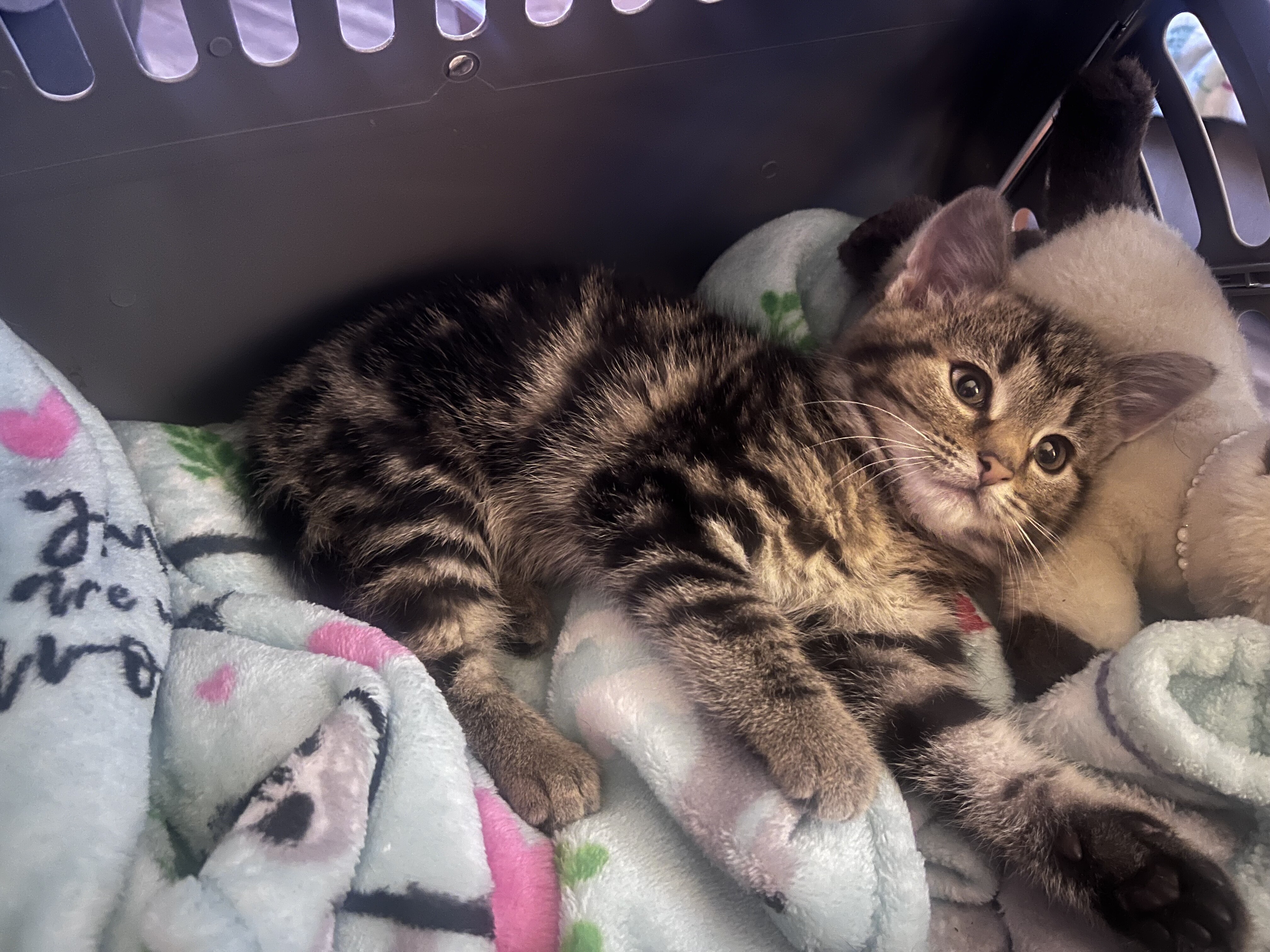 Hazel - ADOPTION PENDING