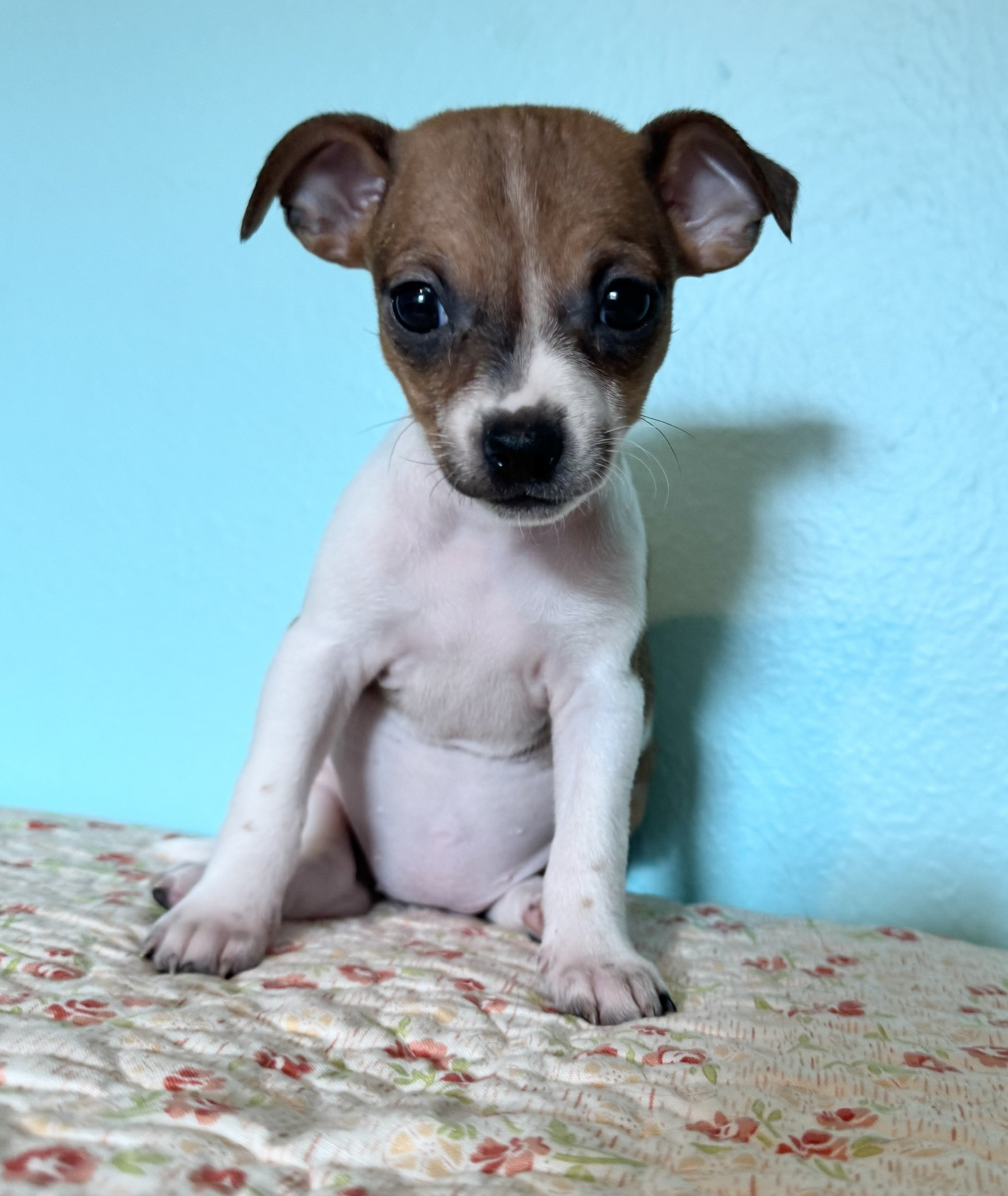 Clover - ADOPTION PENDING