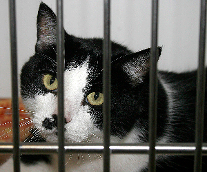 OLIVER