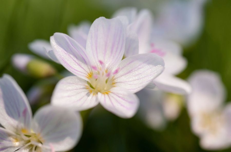 Fleeting Beauty: Ephemerals on the Forest Floor