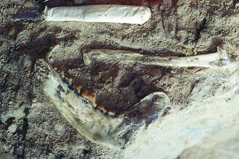early bear fossils