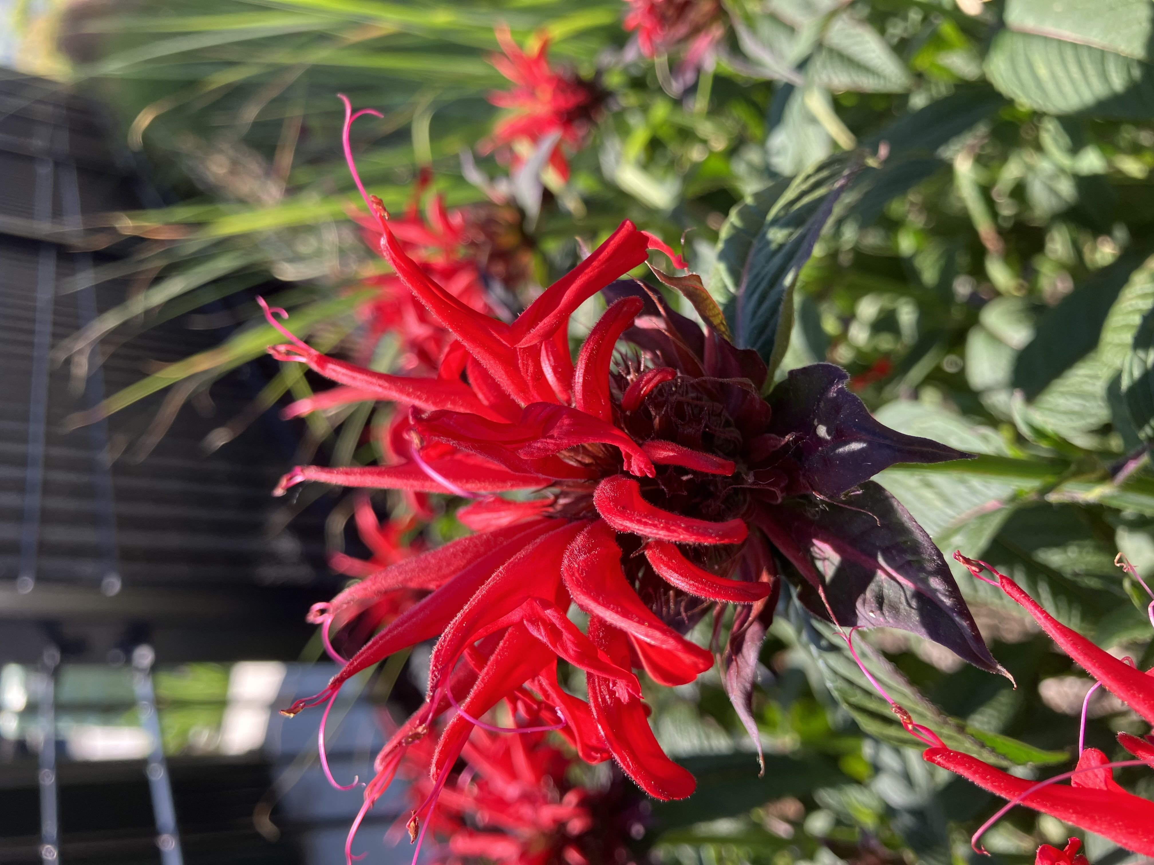 Monarda 