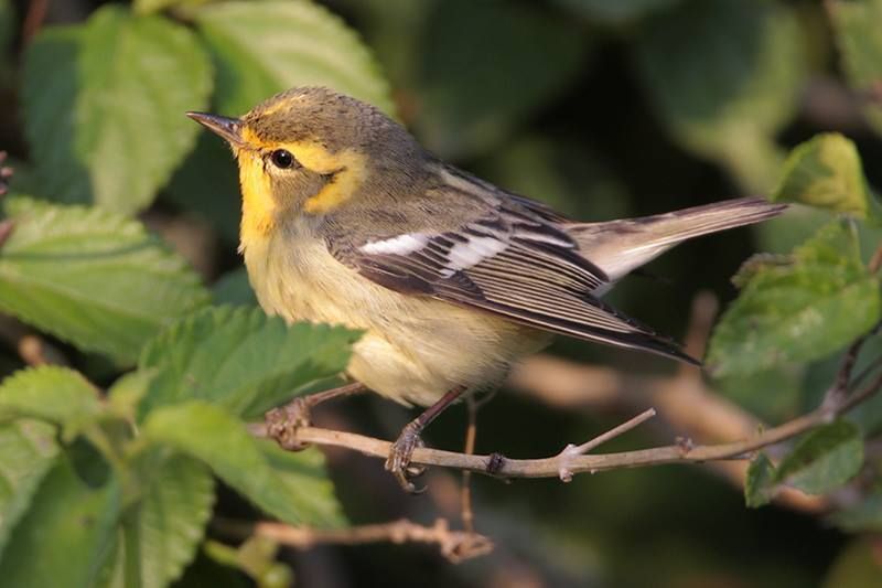 Blackburnian Warbler