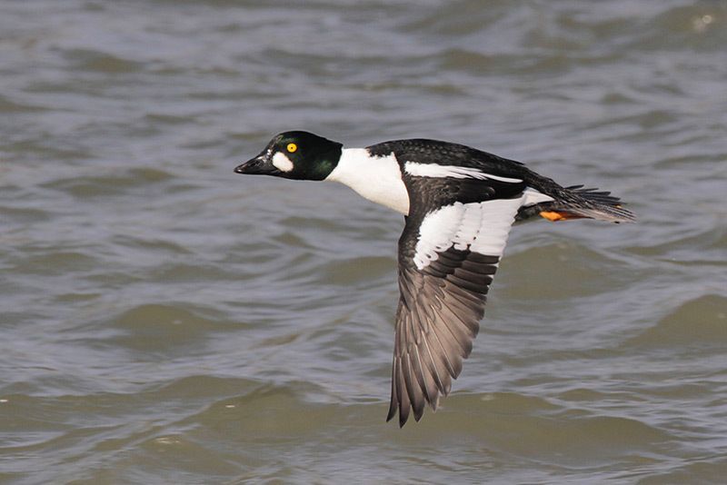 Common Goldeneye (male)