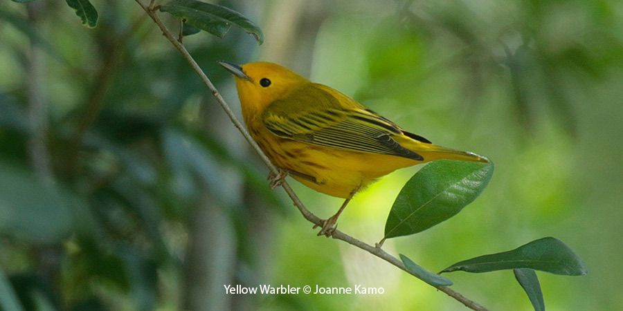 Yellow Warbler