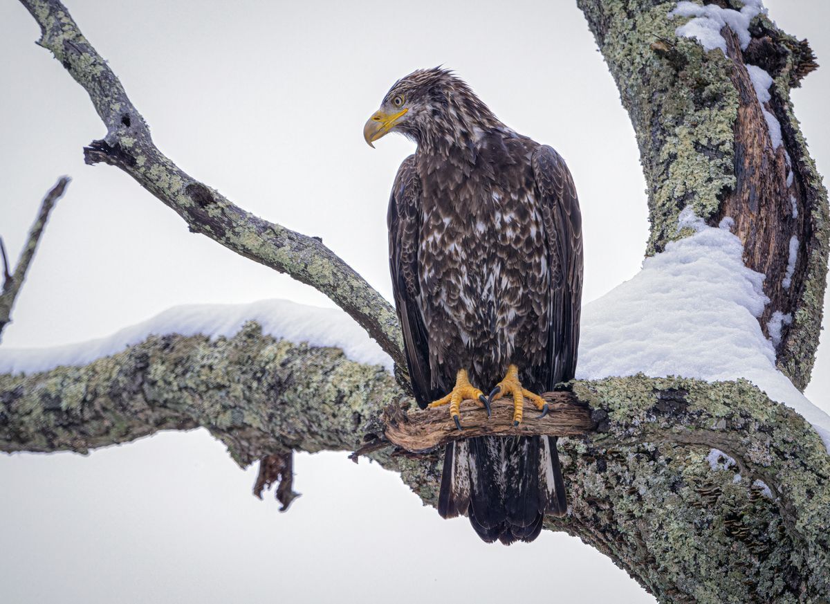 Immature Bald Eagle by Peter Fish