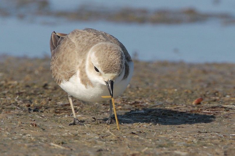 Snowy Plover