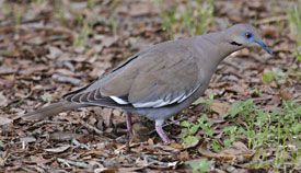 Beak of the Week: White-winged Dove