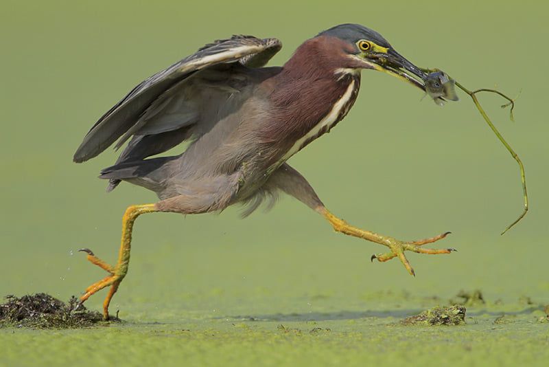 Green Heron