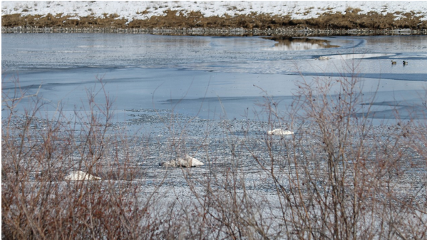 BLANE KLEMEK OUTDOORS: Sandhill cranes have returned to Minnesota