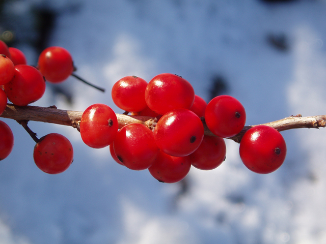 Winterberry - Sapling (2'-4')