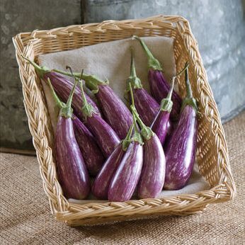 Eggplant