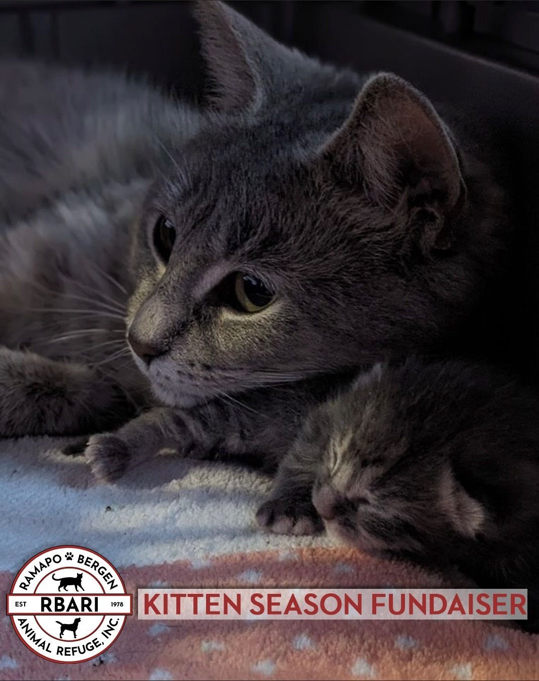 Kitten Season Fundraiser