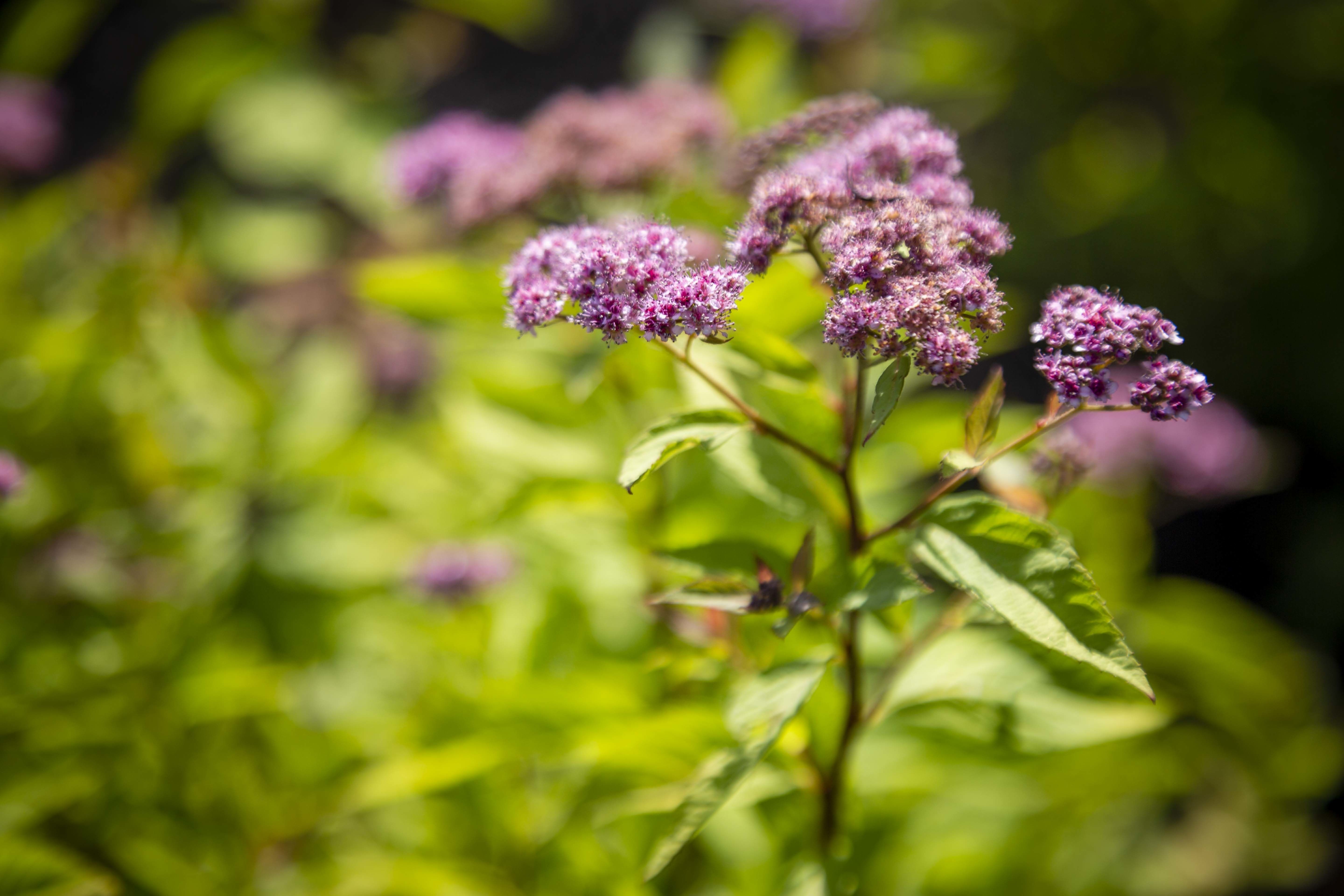 Purple Flowers