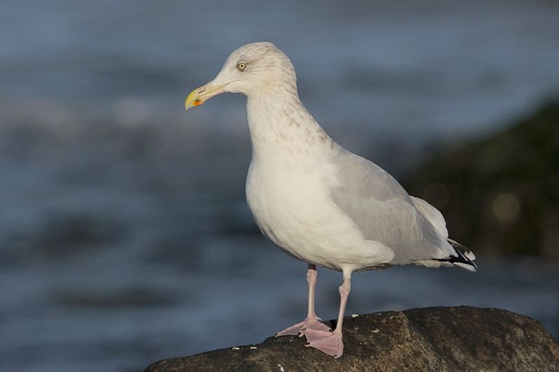 Herring Gull, Bird Gallery