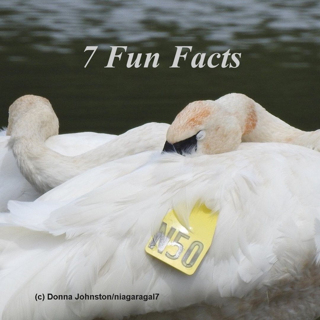 7 Fun Facts about Trumpeter Swans
