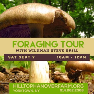 "Wildman" Steve Brill Foraging Tour - Cancelled