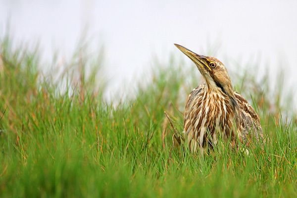 American Bittern