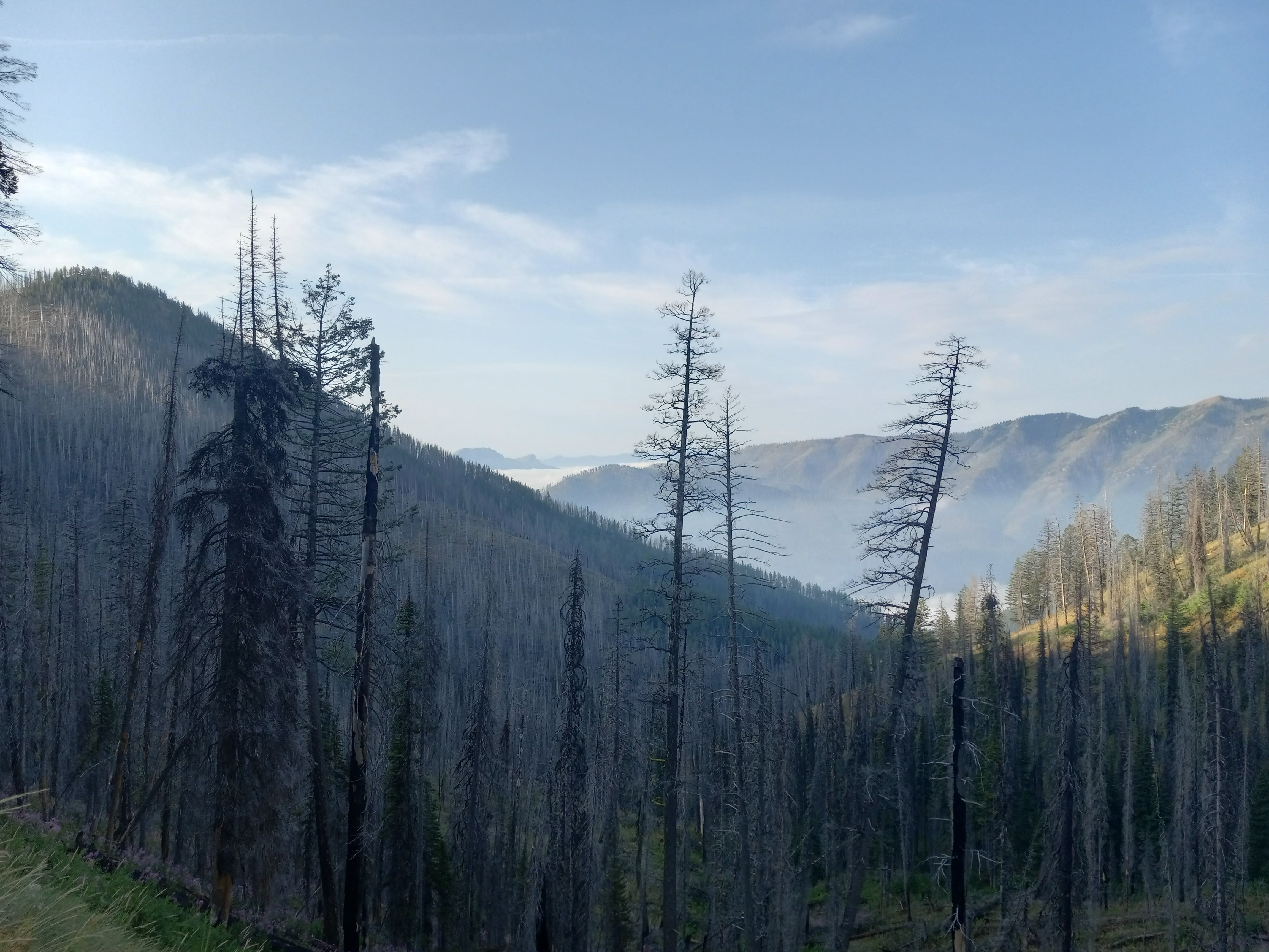 A view down a valley. The hillsides are mixed with burned and alive trees and there is a blue sky in the distance.