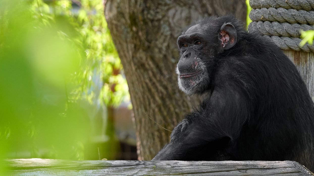 Chimpanzee Tatu outside by a tree.