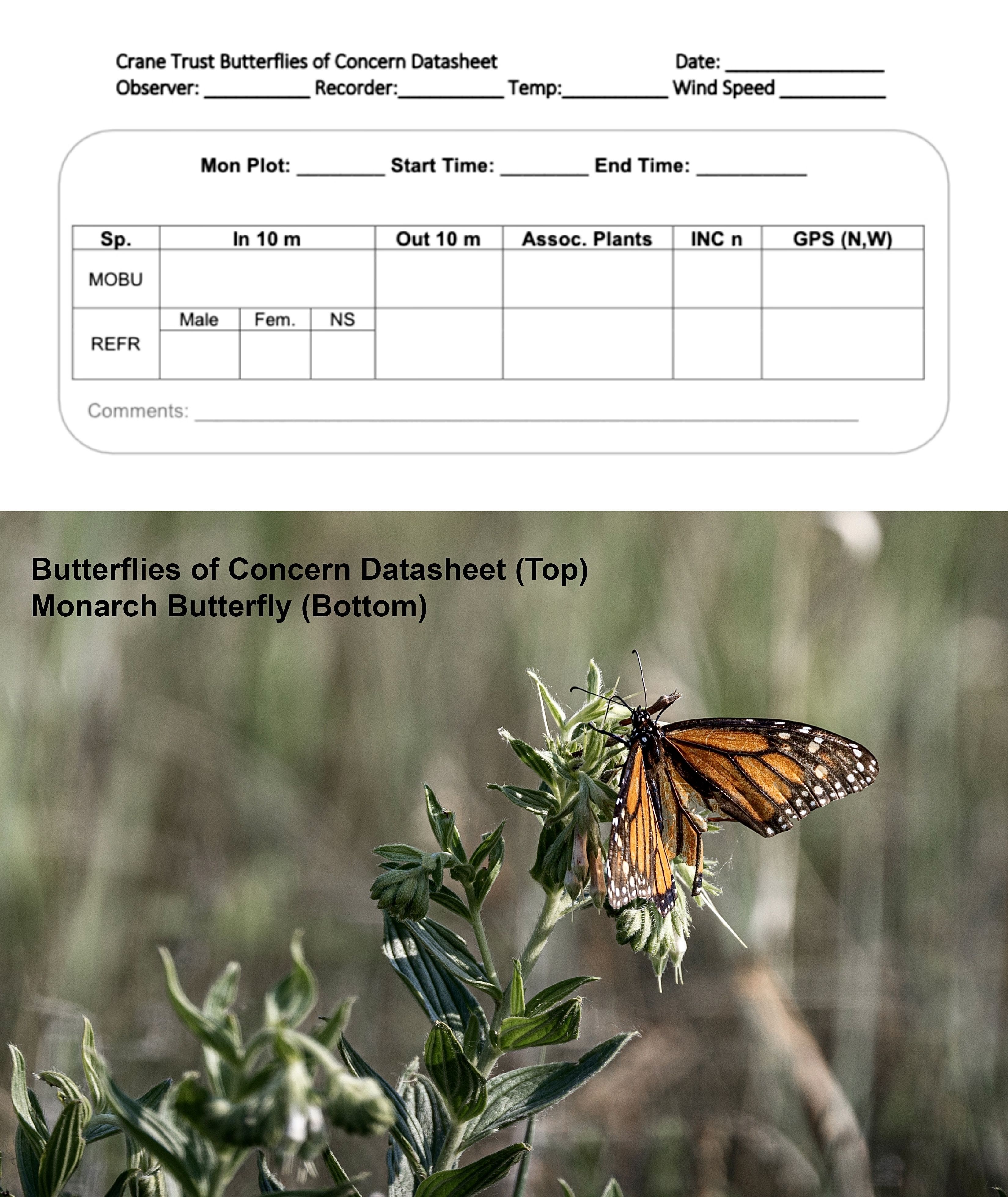 Study gauges insecticide effects on monarch butterflies • News Service •  Iowa State University