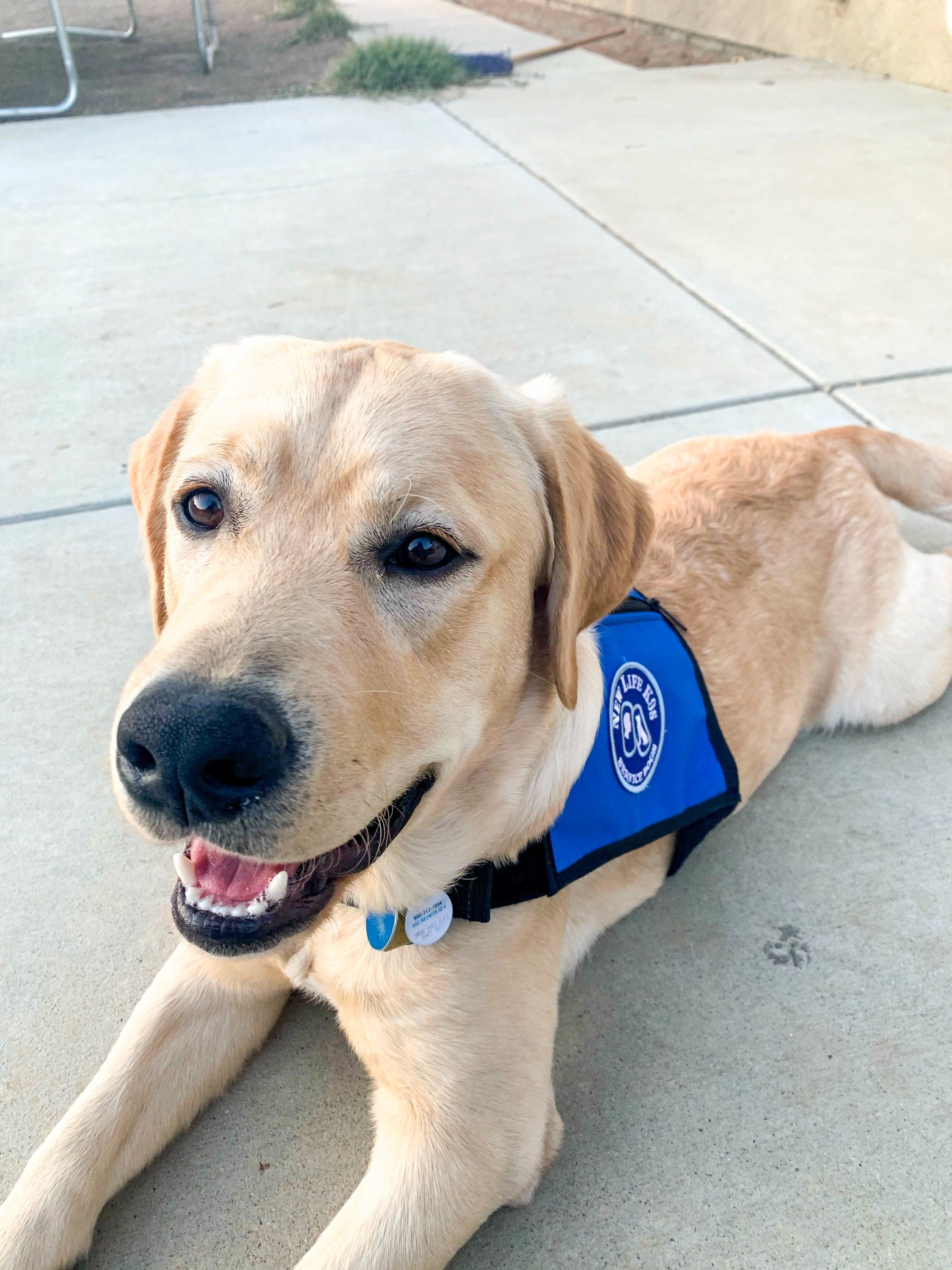 what is the difference between a service dog and a therapy dog