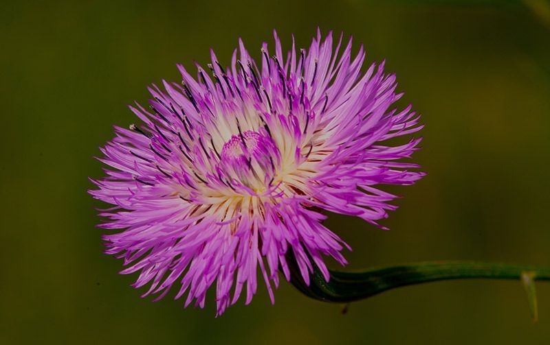 American Basketflower
