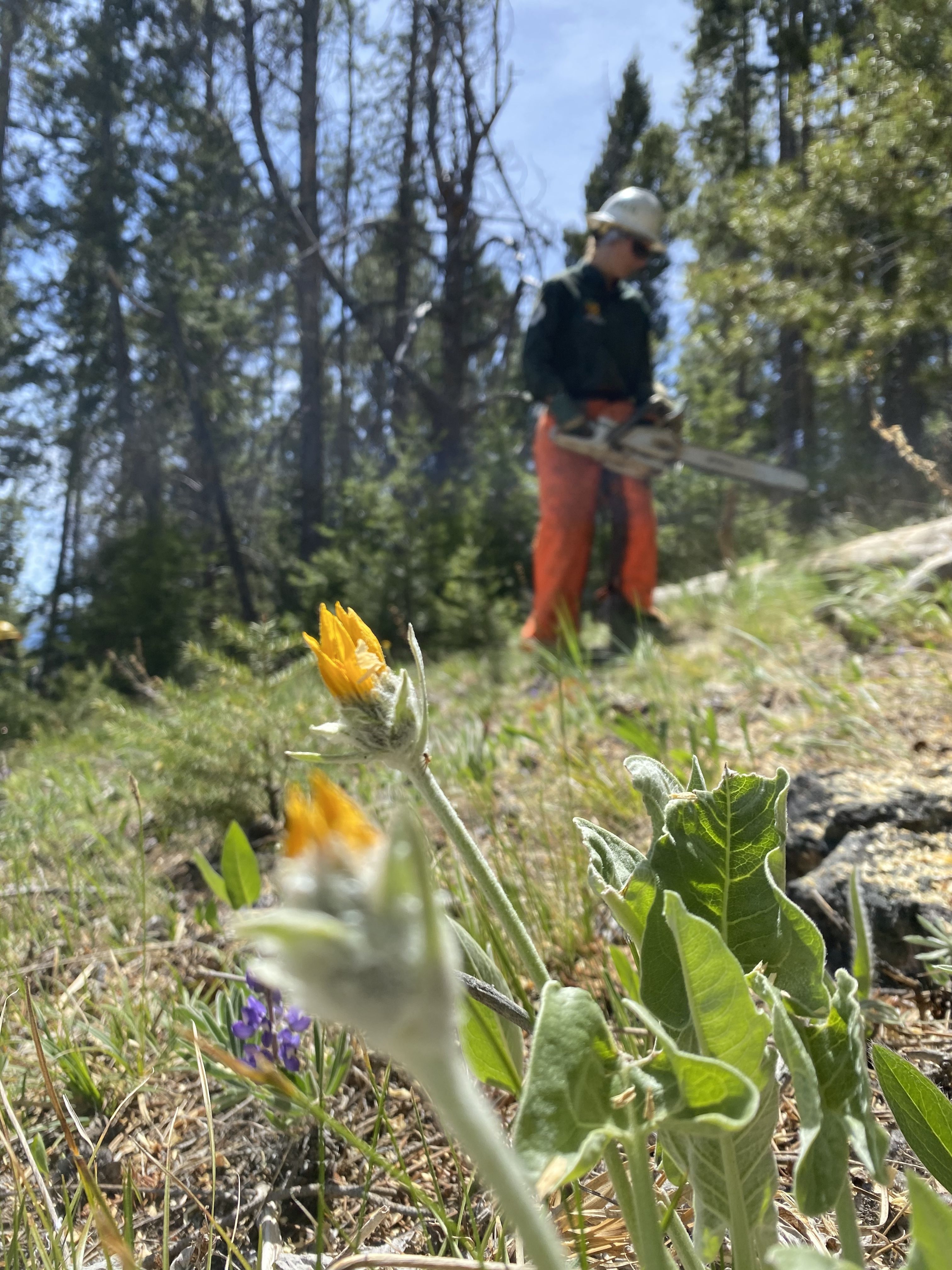 With wildflowers in the foreground, a crew member works with a chainsaw in the background