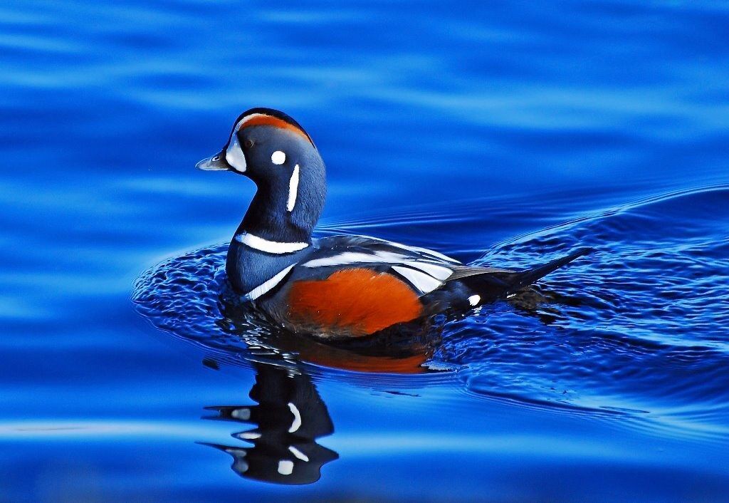 harlequin duck