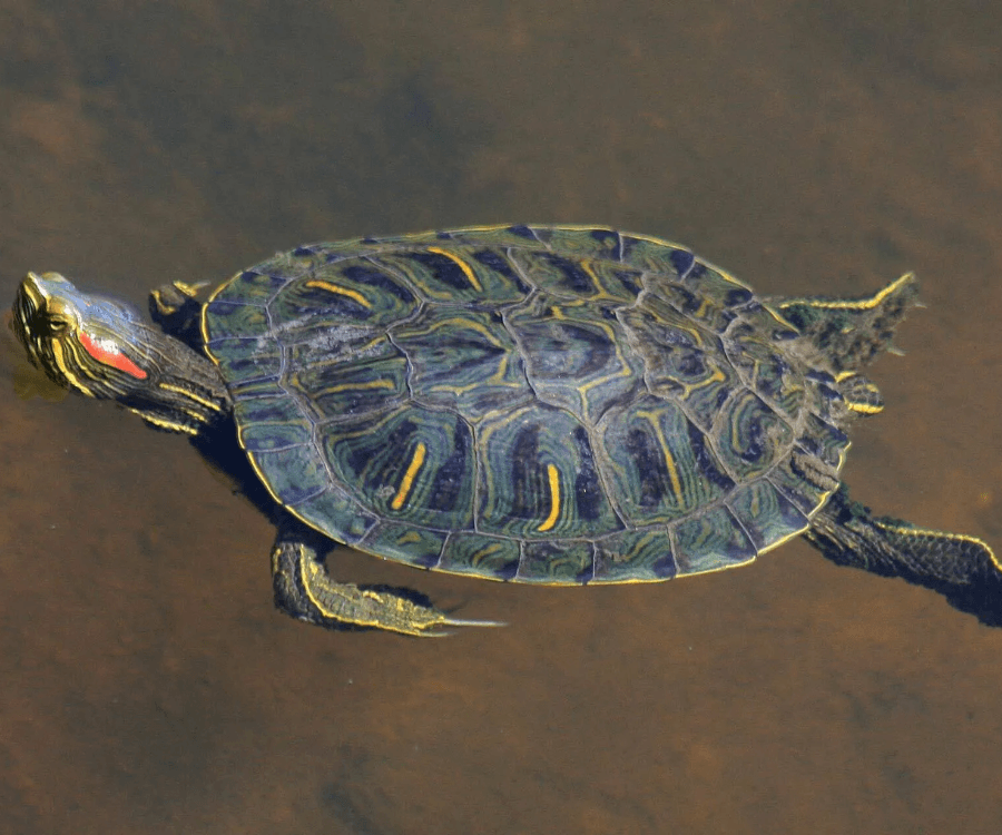 Red-eared slider/ pond slider