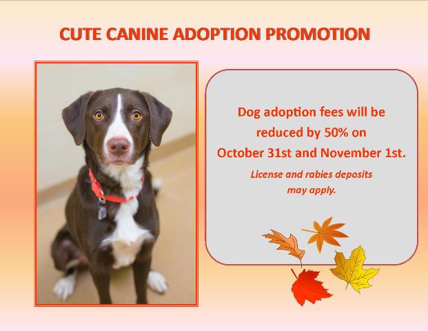 Lincoln Dog & Puppy Adoption