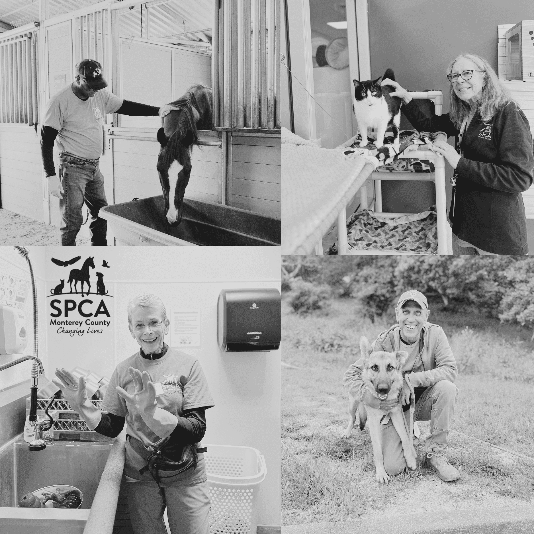 SPCA Stories - Happy National Volunteer Week!