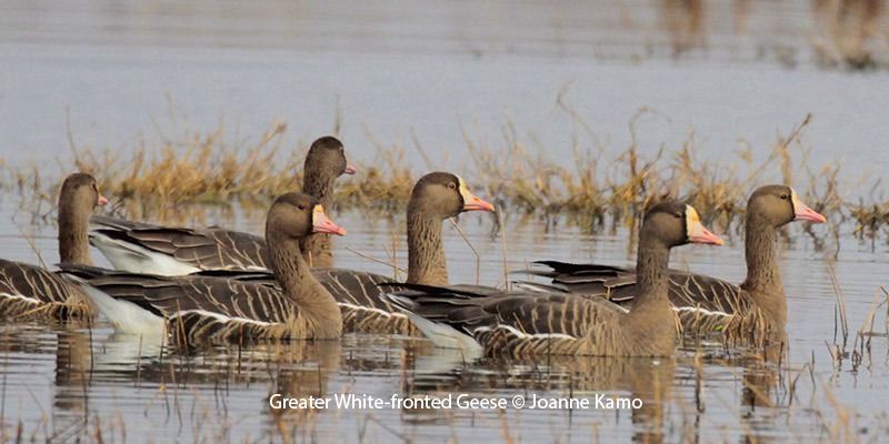 Greater White-fronted Geese