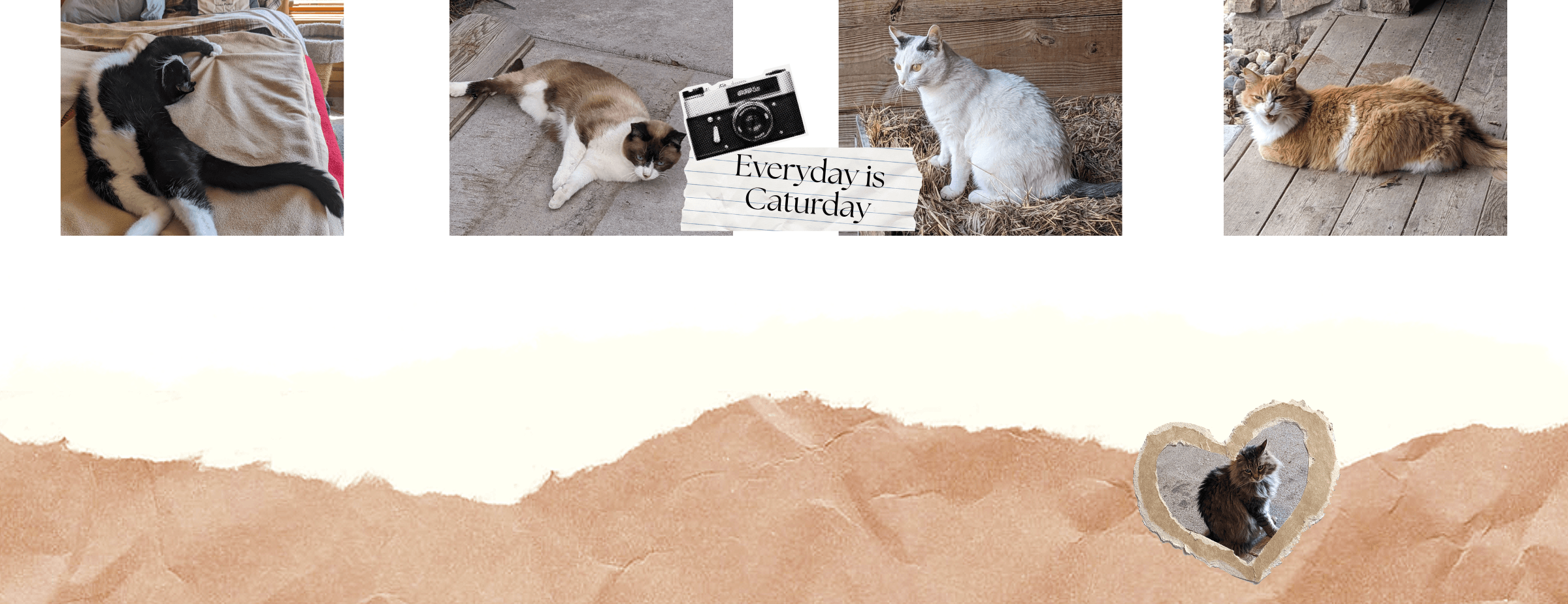 Everyday is Caturday Cat Adoption Promotion