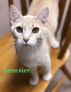 Brewster 41419