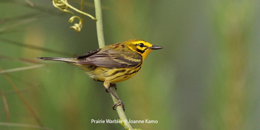 Blackburnian Warbler